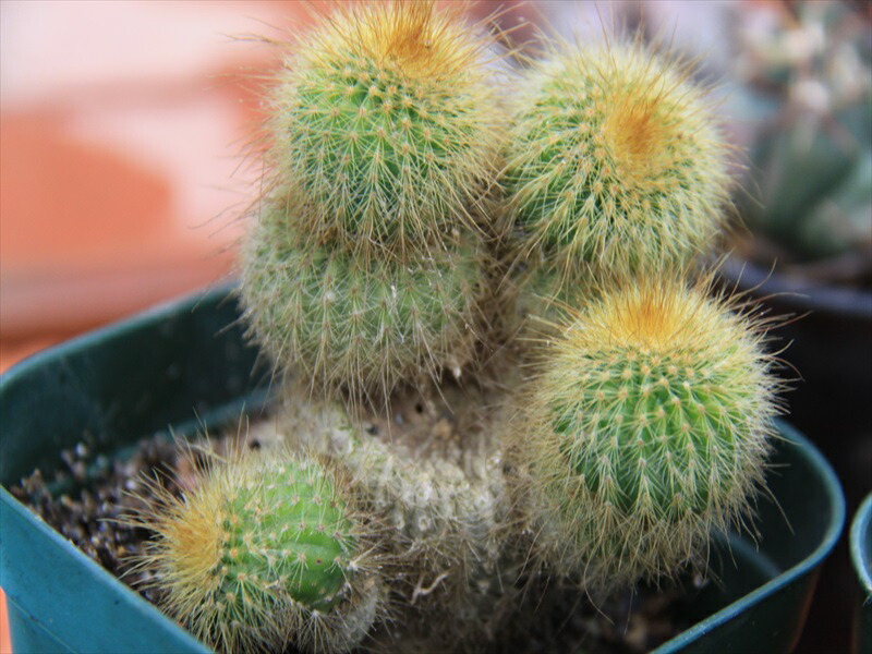 楽天市場】狂刺 .短刺 天平丸 サボテン 2.5-4cmカット苗 1個入り