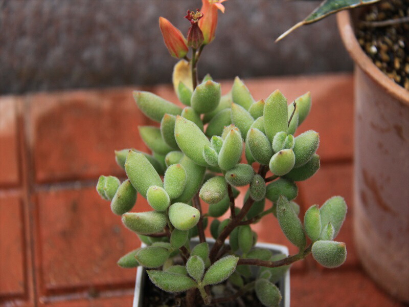 楽天市場 ねこの手 多肉植物 おあしす サボテンガーデン