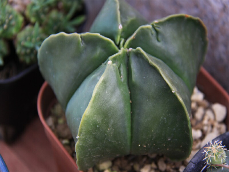 へキリルランポー固まり サボテン Nobhillmusic Com