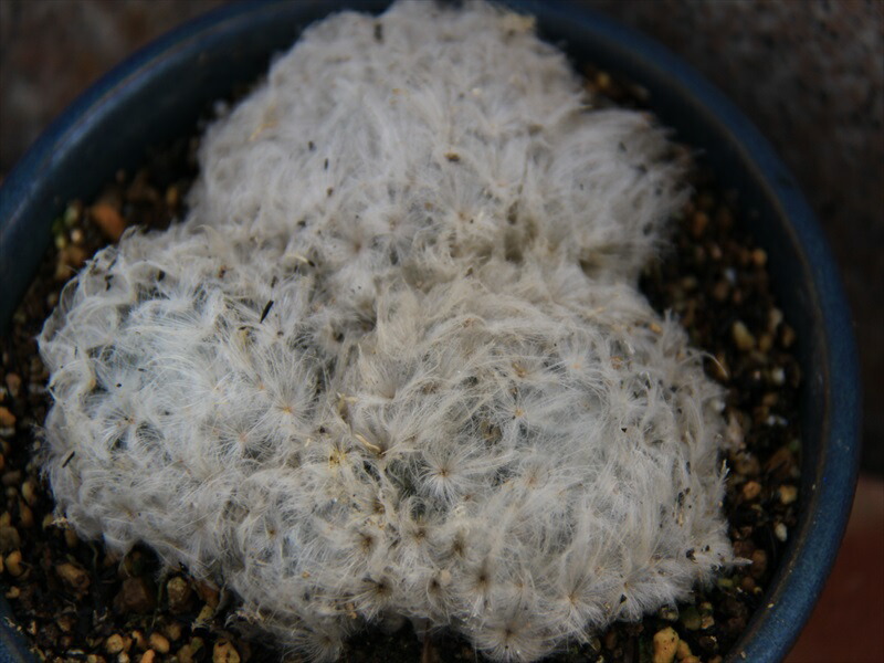 多毛白星 割 サボテン マミラリヤ Letempslev K7a Com