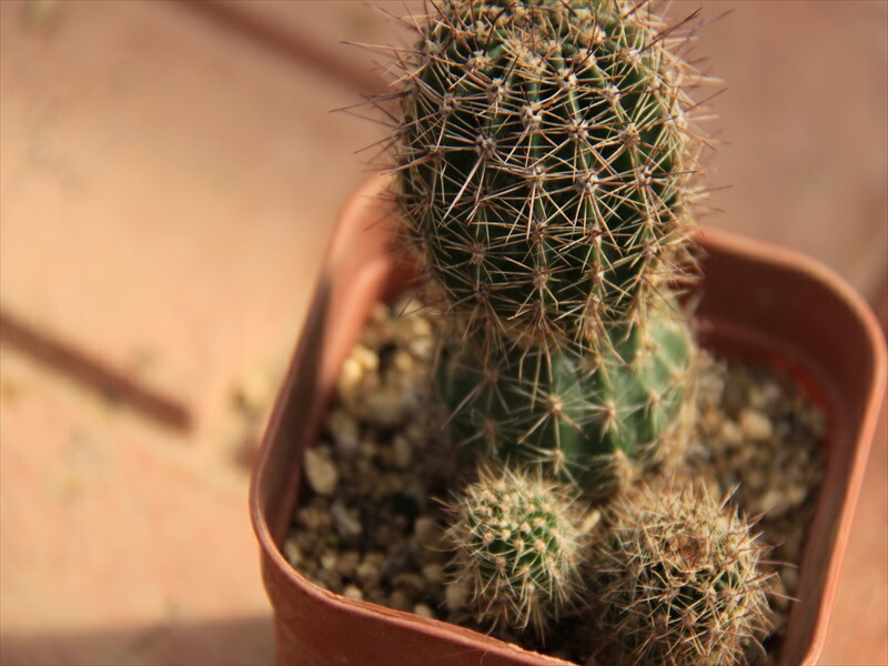 陽盛丸 サボテン ロビビア Letempslev K7a Com