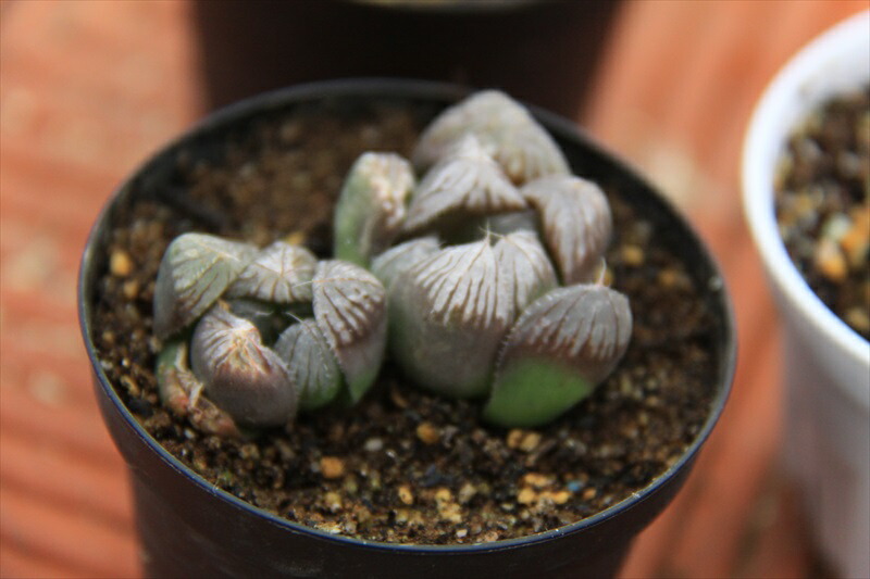 ハオルチア 多肉植物 Korkmazmauritius Com