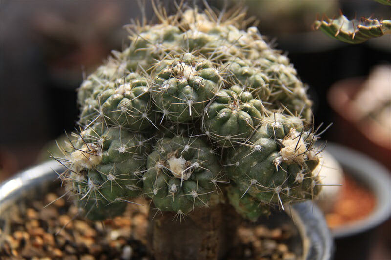 フミリス群生 サボテン Educaps Com Br