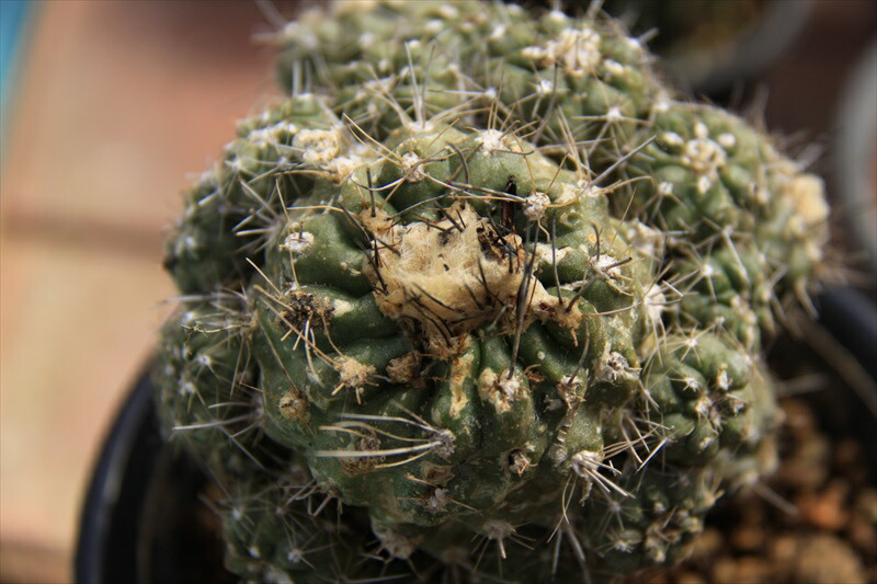 フミリス群生 サボテン Educaps Com Br