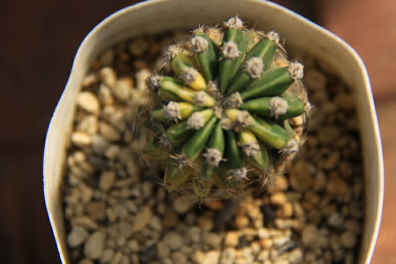 世界の図 サボテン Educaps Com Br