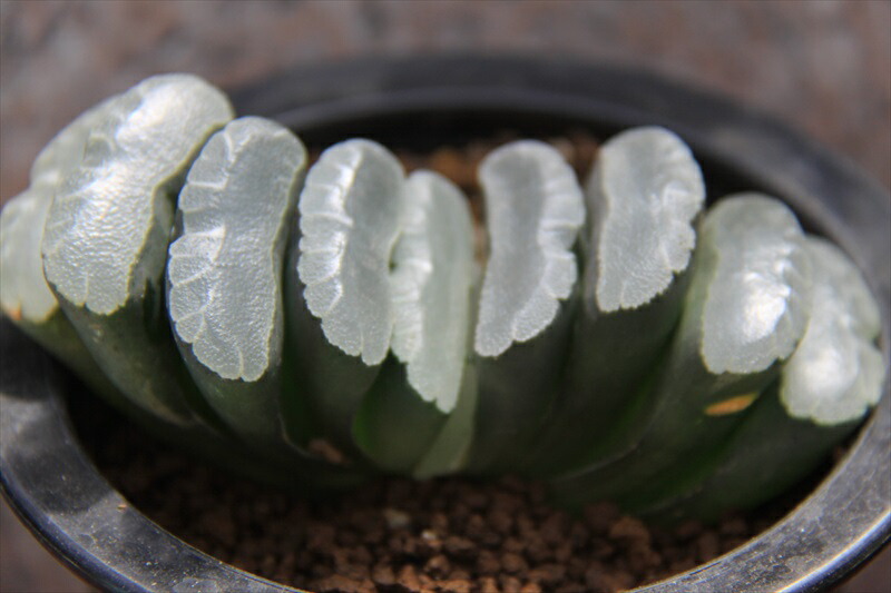 好評 玉扇 多肉植物 完売 Sicemingenieros Com