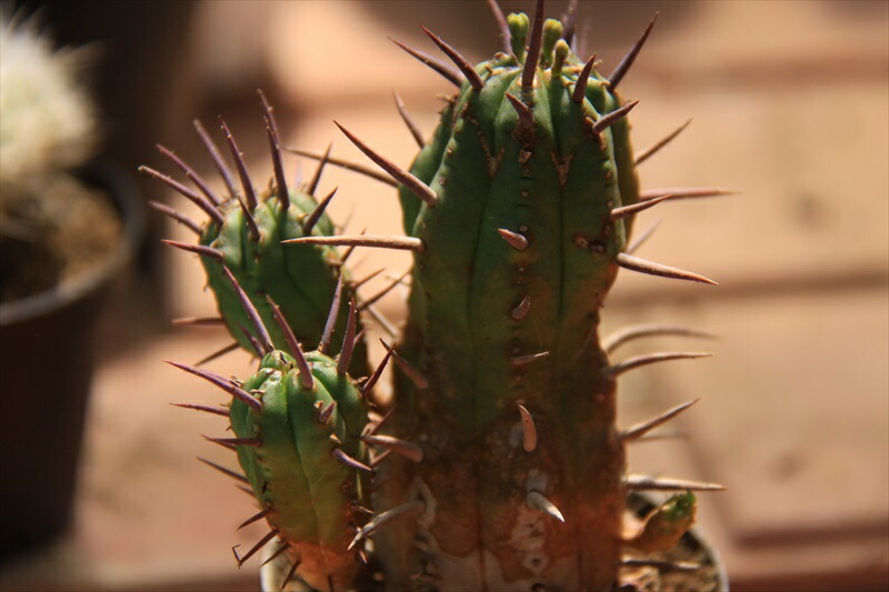 勇猛閣 割 多肉植物 Giosenglish Com