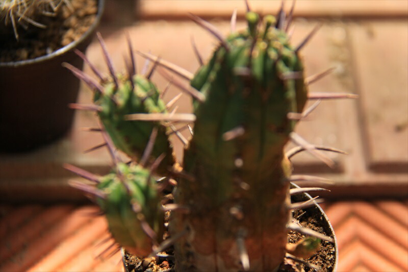 勇猛閣 割 多肉植物 Giosenglish Com