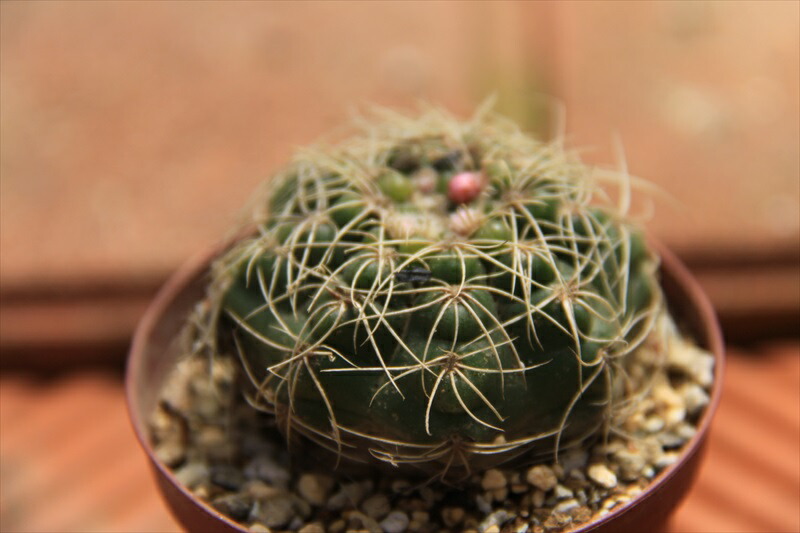 楽天市場】クジャクサボテン（孔雀仙人掌） みなとまつり6号