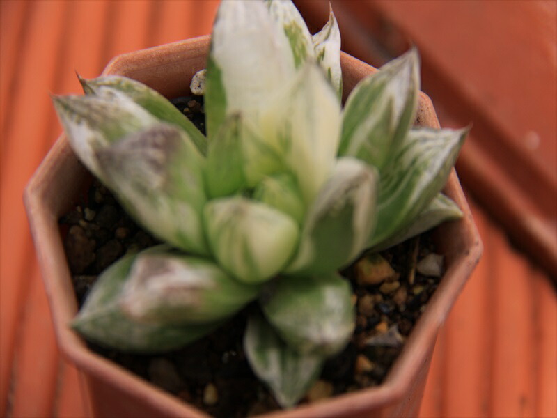 宝草錦 多肉植物 Mgpadel Com