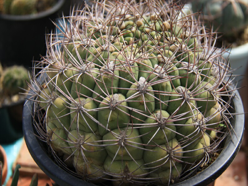 meme さま専用 孔雀サボテン港まつり ②孔雀サボテン みなとまつり