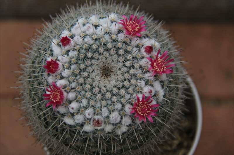 希望丸 サボテン Marcsdesign Com