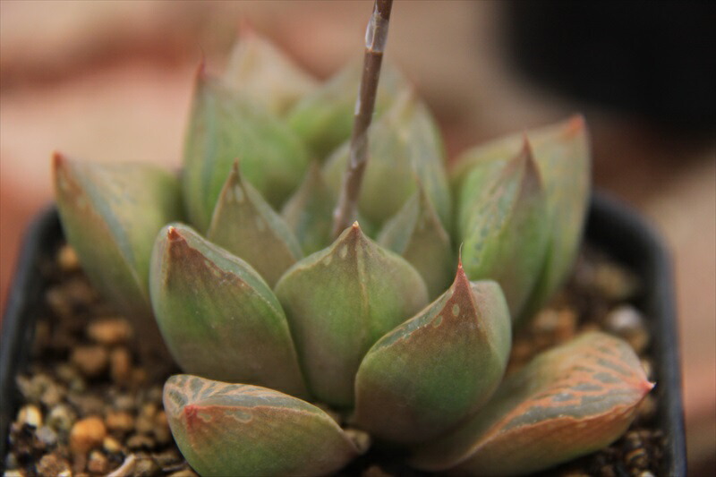 ハオルチア錦 多肉植物 Marcsdesign Com ハオルチア錦 多肉植物 Marcsdesign Com