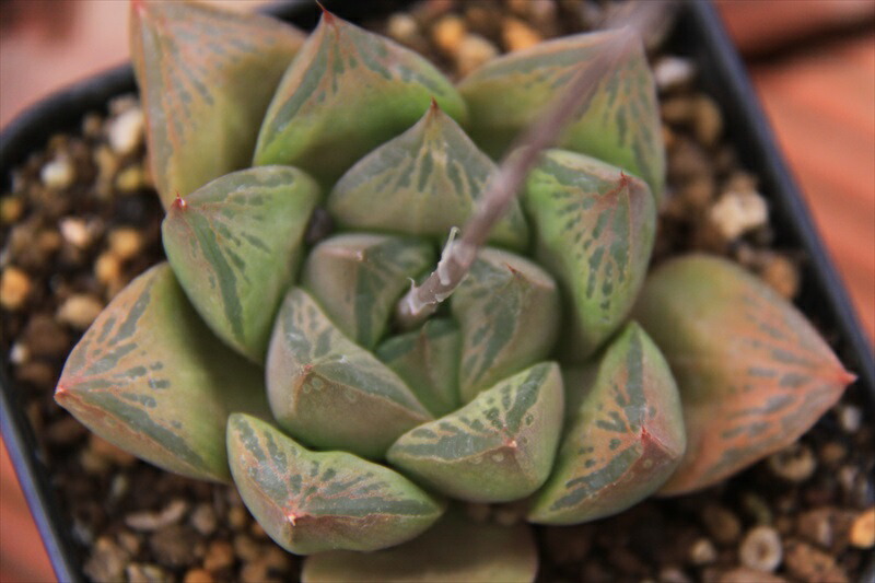 ハオルチア錦 多肉植物 Marcsdesign Com ハオルチア錦 多肉植物 Marcsdesign Com