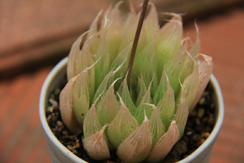 アロエ 竜山錦 美株 6号菊鉢 仔株1つ付き IMG_0485-1.jpg