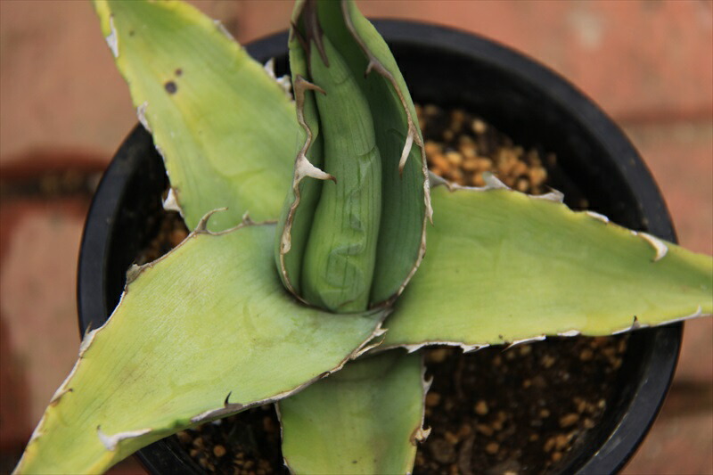 キシロナカンサ アガベ 多肉植物 Loeschenart Com