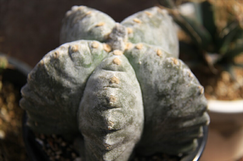 亀甲 ランポー 玉 本店は 40 割引 Vinomare At