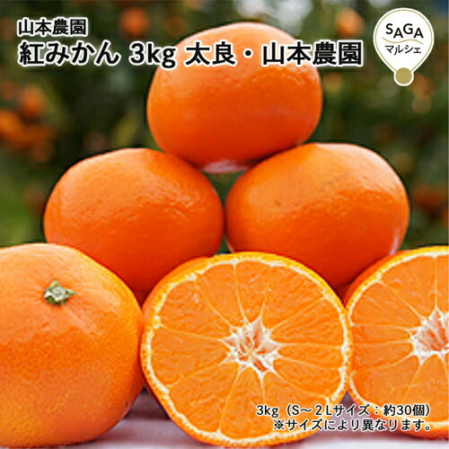 楽天市場】早熟みかん 3kg(S~2L混合） 極早生 太良・山本農園