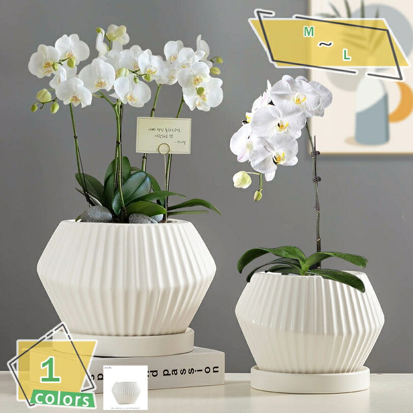 1000円OFFクーポン 多肉植物ポット プランター 陶器鉢 北欧 サボテン鉢 縦縞 植木鉢 セラミック製 底穴付き トレイ付き ホワイト ins風 シンプル 卓上装飾 小物入れ 通気性 多肉植物用 ガーデニング ホテル 民宿 園芸 鉢植え 陶器 おしゃれ 室内用 RaogtCYU