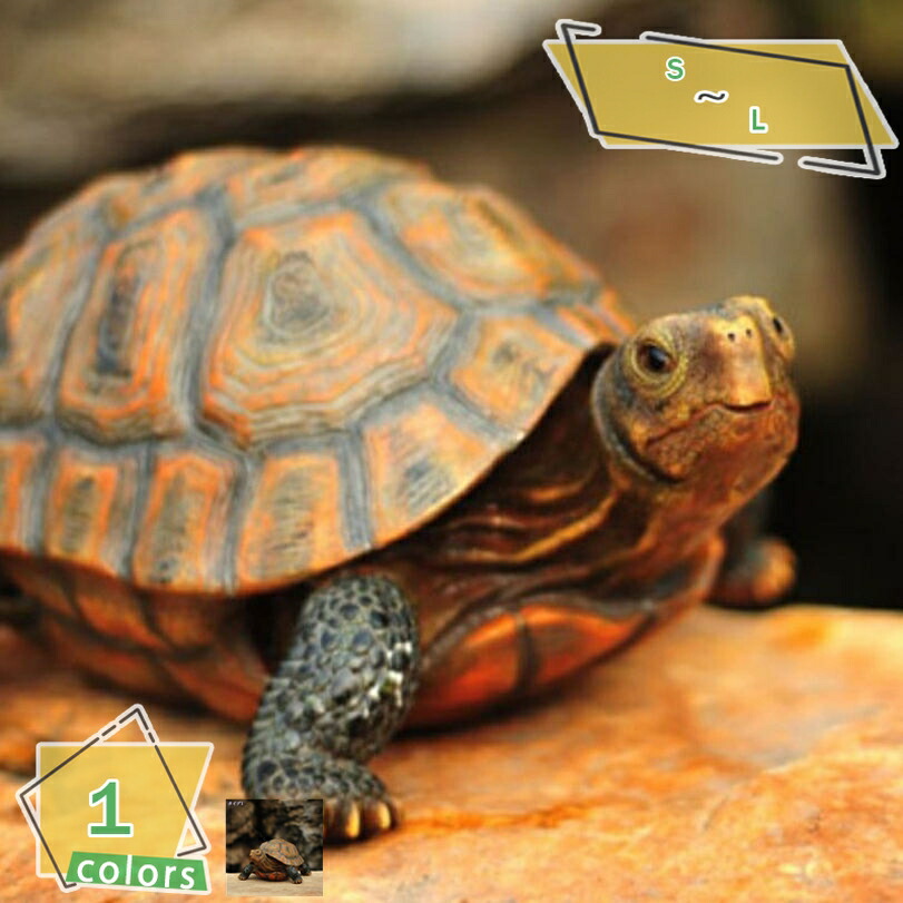 カメ KameManNen model：KMN272 size：42◻︎22-142 color：AS