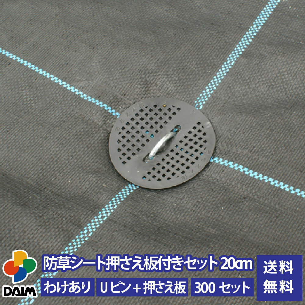 2025年DAIM新商いもの特集！