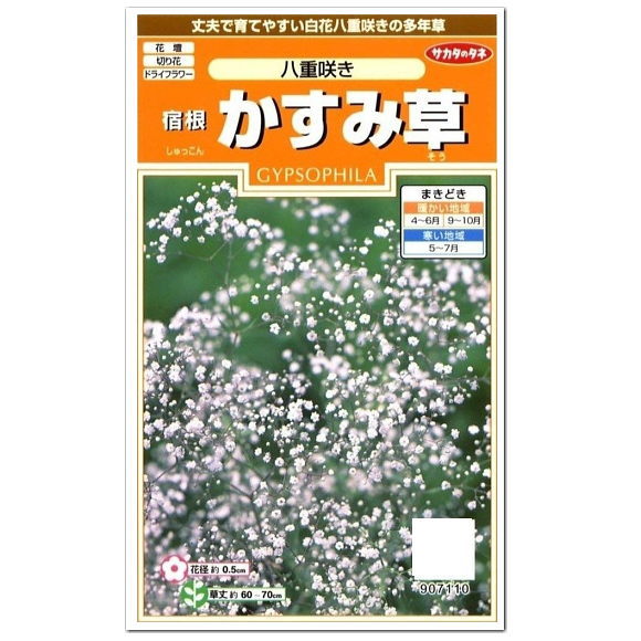 楽天市場 サカタのタネ 八重咲き 宿根 かすみ草 種 花壇 プランター 切花 たね ガーデニング ガーデニングと雑貨の菜園ライフ 楽天市場 サカタのタネ 八重咲き 宿根 かすみ草 種 花壇 プランター 切花 たね ガーデニング ガーデニングと雑貨の菜園ライフ