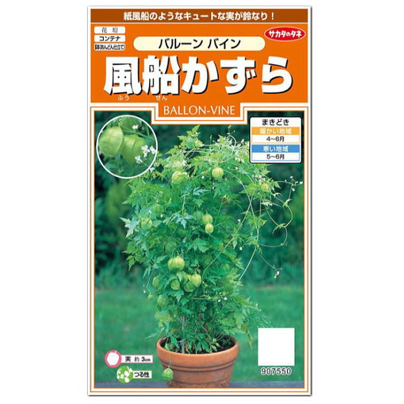 楽天市場 サカタのタネ 風船かずら バルーンバイン 種 花壇 プランター 鉢植え 1年草 草花 たね 種子 ガーデニング ガーデニングと雑貨の菜園ライフ