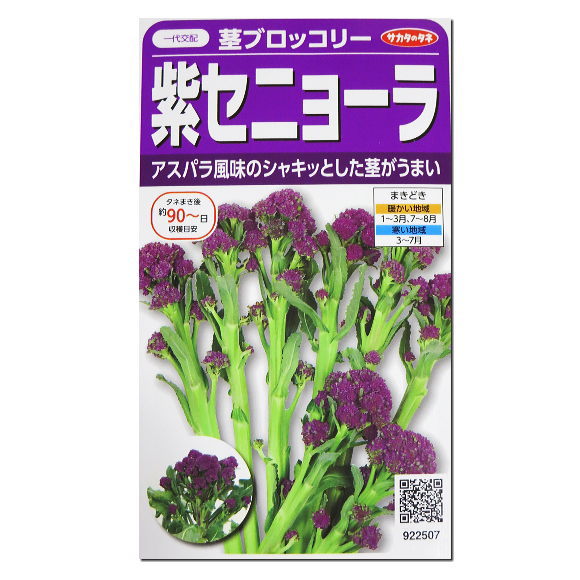 紫セニョーラ 種