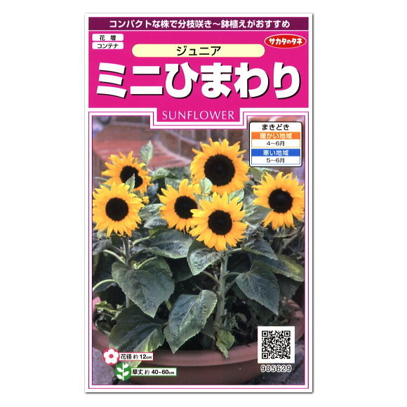 楽天市場 サカタのタネ ミニひまわり ジュニア 草丈40 60cm 種 花壇 プランター 寄せ植え 草花 ひまわりのたね タネ 種子 ガーデニング ガーデニングと雑貨の菜園ライフ