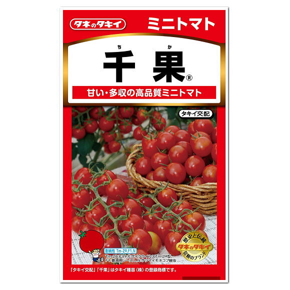 楽天市場 オススメ タキイ ミニトマト 千果 種 甘くて沢山収穫できる高品質ミニトマト 家庭菜園 プランター栽培 ちか トマトのタネ たね とまと 種子 健康野菜 夏野菜 ガーデニングと雑貨の菜園ライフ