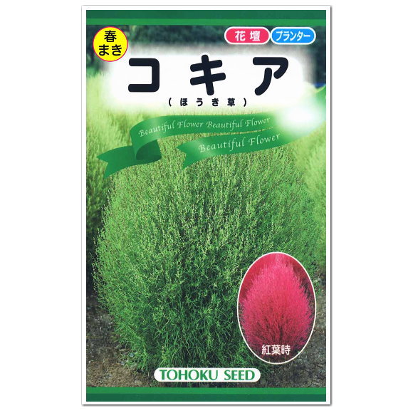 楽天市場 トーホク コキア ほうき草 種 観葉植物 花壇 たね ガーデニング ガーデニングと雑貨の菜園ライフ