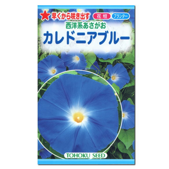 楽天市場 新製品 トーホク 西洋系あさがお カレドニアブルー 種 花壇 プランター 朝顔 アサガオ 緑のカーテン エコ アサガオのたね 種子 夏 花 緑のカーテン グリーンカーテン ガーデニングと雑貨の菜園ライフ