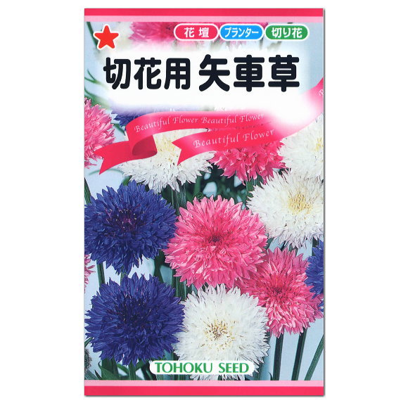 楽天市場 トーホク 切花用矢車草 種 一年草 花壇 プランター 切花 たね 種子 ガーデニング ガーデニングと雑貨の菜園ライフ