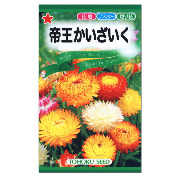 楽天市場 トーホク 帝王かいざいく 種 一年草 花壇 プランター 切花 たね ガーデニング ムギワラギク 貝細工 ガーデニングと雑貨の菜園ライフ