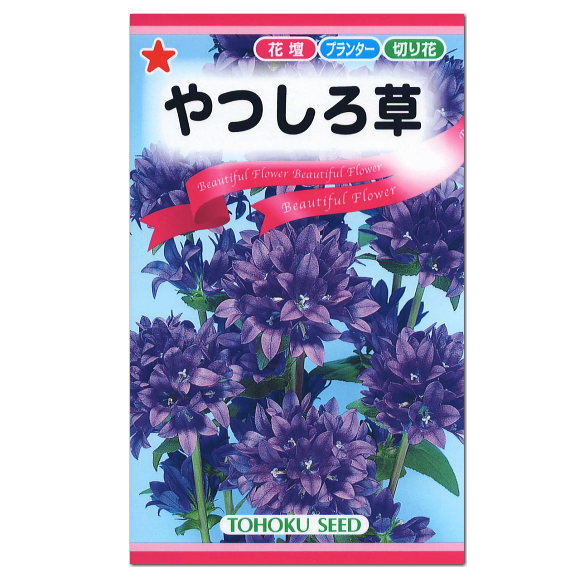 楽天市場 サカタのタネ ステラディープブルー マイクロアスター 種 一年草 花壇 プランター 切花 たね 仏花 盆花 ガーデニング ガーデニングと雑貨の菜園ライフ