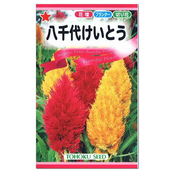 楽天市場 トーホク 八千代けいとう 種 花壇 プランター 切花 たね 種子ガーデニング ガーデニングと雑貨の菜園ライフ