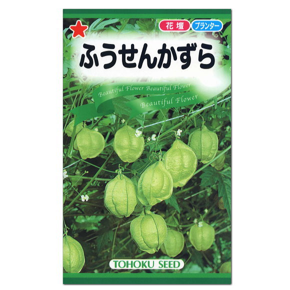 楽天市場 トーホク ふうせんかずら 種 生産地 栃木県 一年草 花壇 プランター 切花 たね ガーデニング エコ グリーンカーテン ガーデニングと雑貨の菜園ライフ