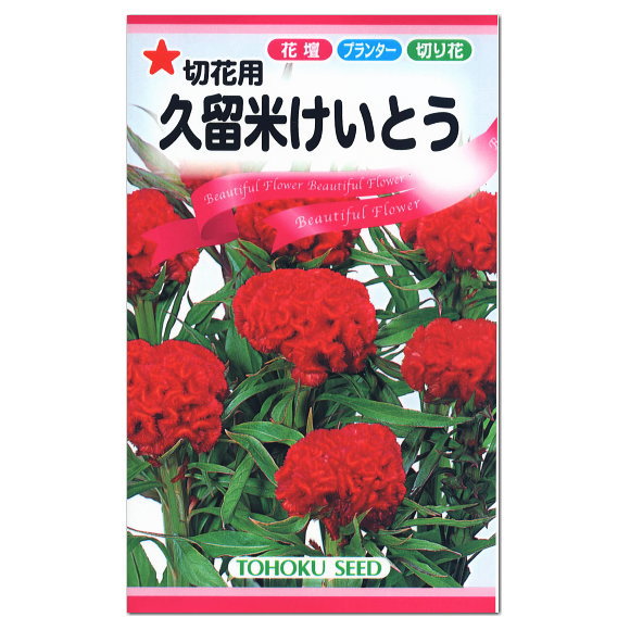 楽天市場 トーホク 切花用 久留米けいとう 種 花壇 プランター 切花 たね ガーデニング ガーデニングと雑貨の菜園ライフ