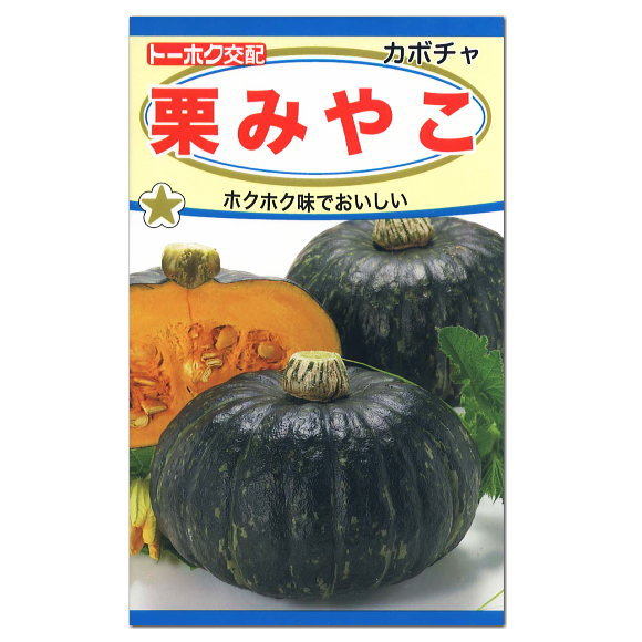 楽天市場 トーホク 栗みやこ カボチャ 種 家庭菜園 南瓜 種子