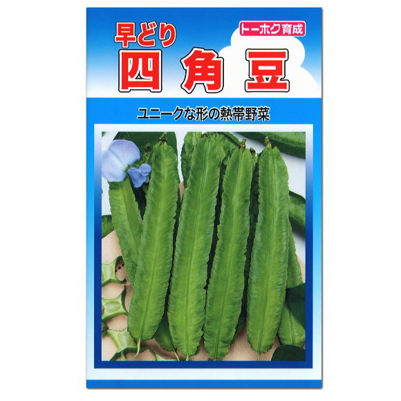 楽天市場 トーホク 早どり四角豆 種 家庭菜園 シカクマメ しかくまめのタネ 緑のカーテン グリーンカーテン たね タネ 種子 ガーデニングと雑貨の菜園ライフ