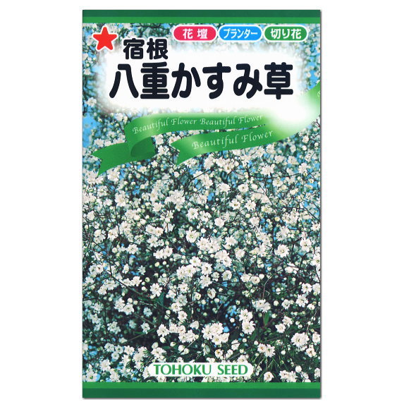 楽天市場 トーホク 宿根 八重かすみ草 種 花壇 プランター 切花 たね ガーデニング 宿根 ガーデニングと雑貨の菜園ライフ