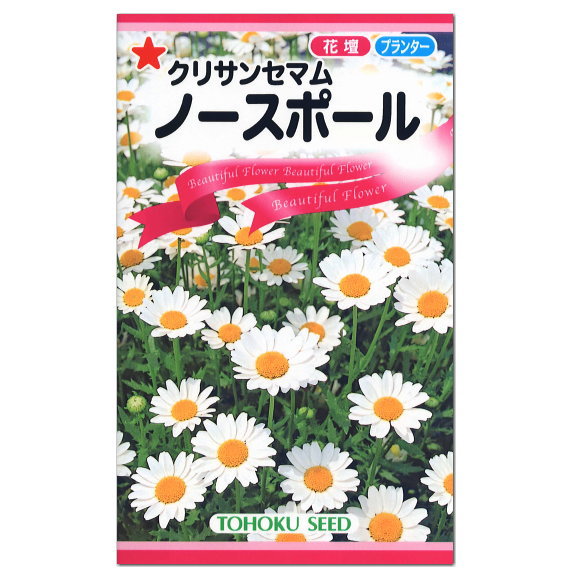 楽天市場 トーホク ノースポール 種 花壇 プランター たね ガーデニング クリサンセマム ガーデニングと雑貨の菜園ライフ