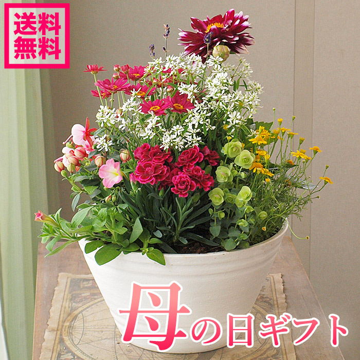 【予約受付中】母の日 プレゼント 寄植え 寄せ植え 母の日 鉢植え 【送料無料・北海道沖縄東北発送不可】【母の日】