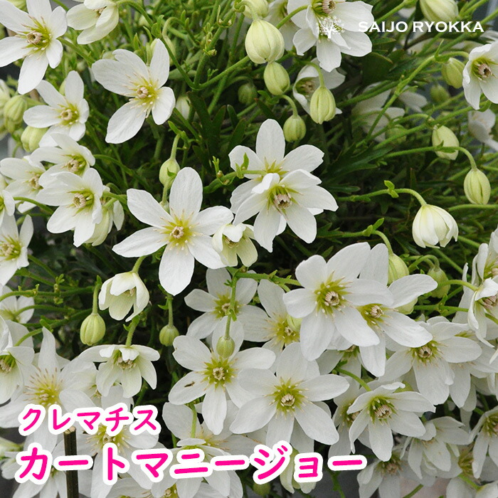 クレマチス苗 楽天市場】予約販売 クレマチス 苗 愛し子 ビチセラ系 2年生株