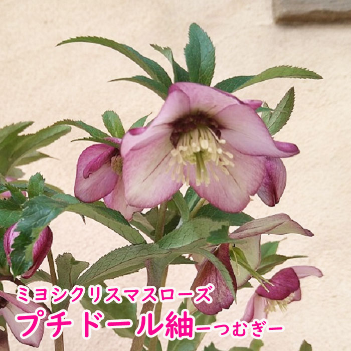 【花苗】クリスマスローズ　プチドール 彩 一重咲き多花性 小輪輪 タグ付き正規 楽天市場】【プチドール 彩（あや）】 一重咲きクリスマスローズ 3号