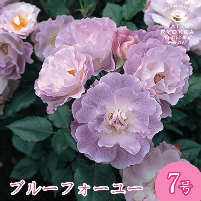 楽天市場】【バラ苗】 ブルーフォーユー 【ワーナーズ ローゼズ