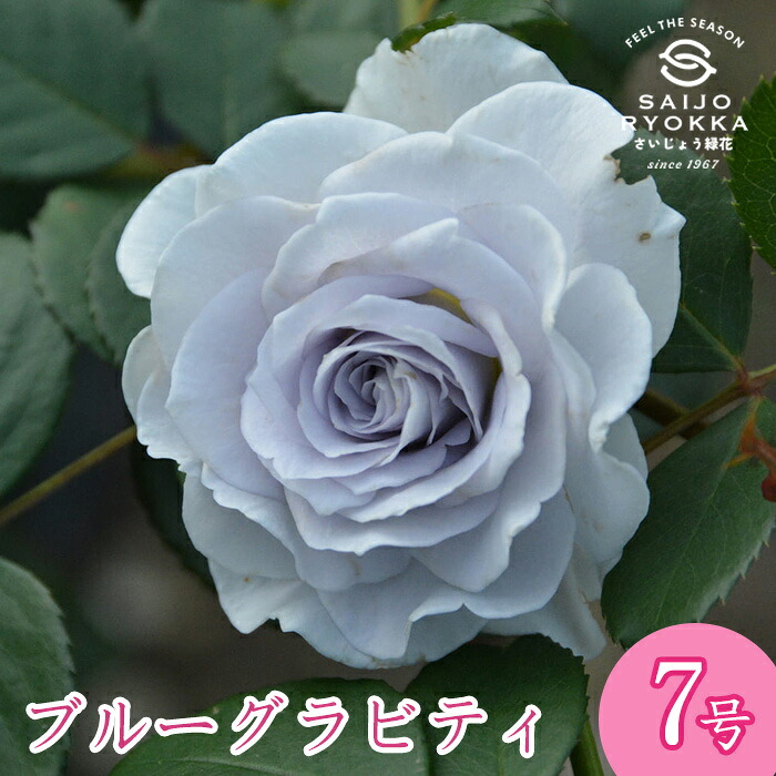 楽天市場】予約販売 バラ苗 バラ大苗 ロサ オリエンティス ポルト