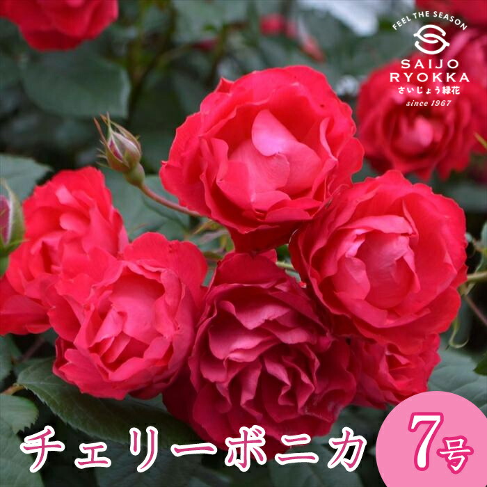 楽天市場】四季咲きバラ苗 【チェリーボニカ】 2年生大苗 【予約販売