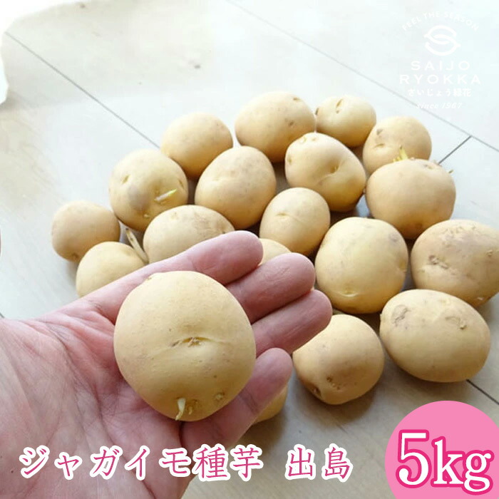 楽天市場】【特価売り切り】ジャガイモの種 秋植えジャガイモ