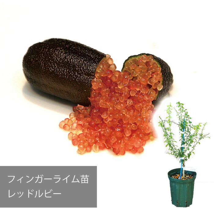 楽天市場】【メーカー直送】フィンガーライム コレット 苗 送料無料